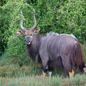 Nyala<br>$14,500