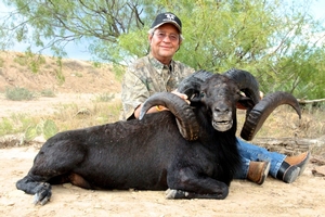 Black Hawaiian Sheep<br>$4,500