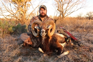 Mouflon Sheep