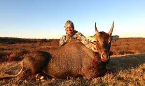 Nilgai