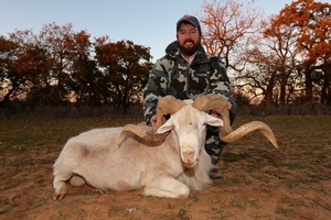 Texas Dall Sheep